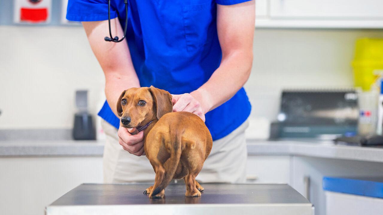 A golden decade for British vets is coming to an end