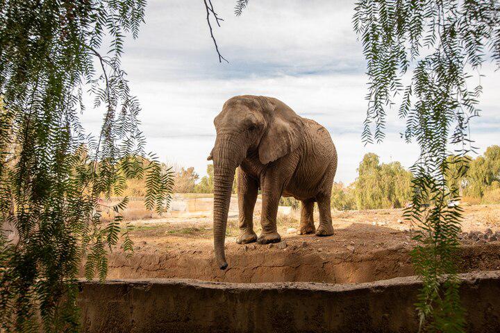 Argentina's last captive elephant finally wins her freedom