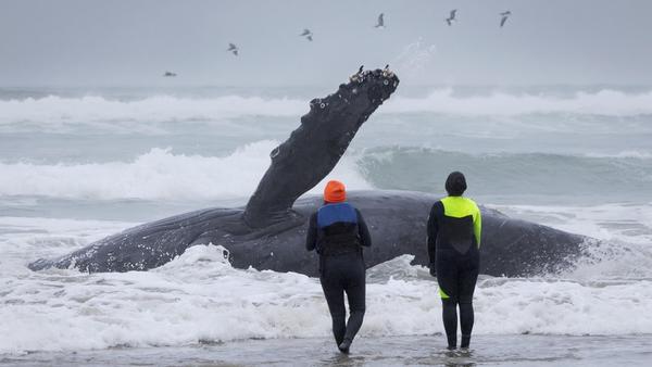 They Tried to Move a Whale
