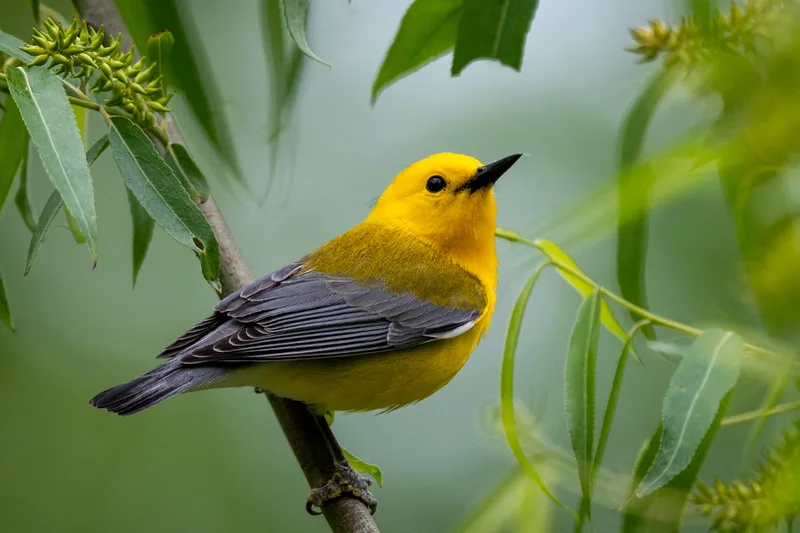 The spring migration of birds is peaking. Here’s how to watch