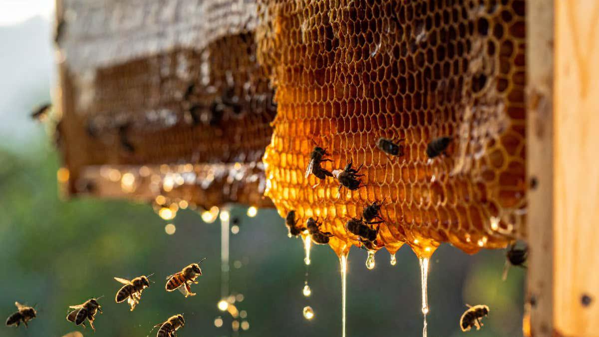 Honey has been used as medicine for centuries – does it really work?