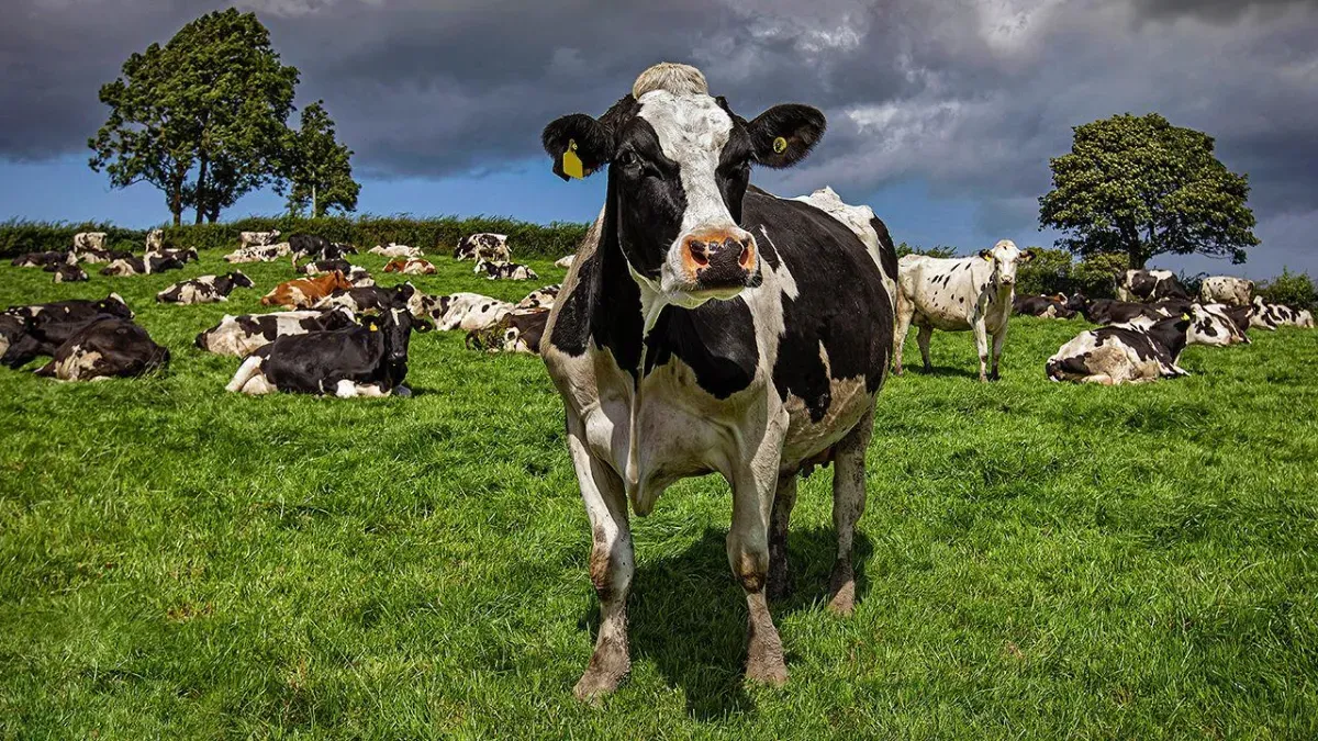 Britain’s dairy farmers are pouring milk away
