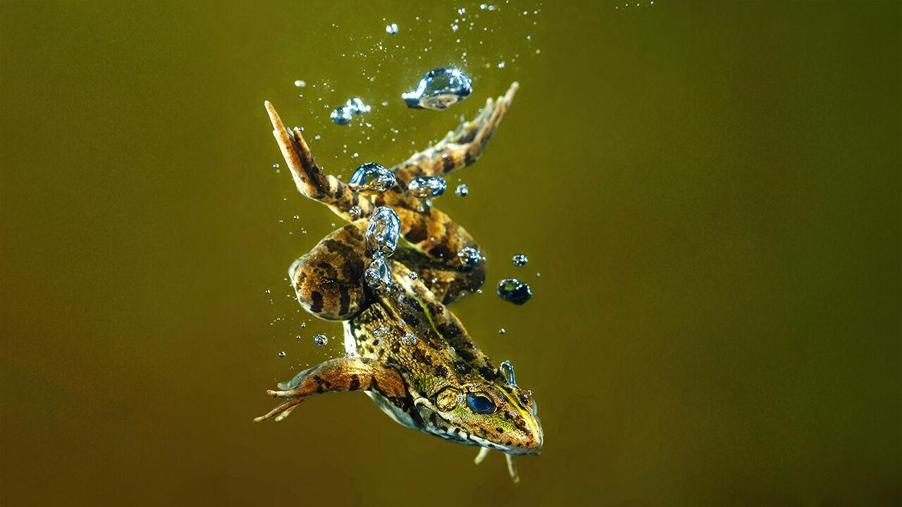 Mummified reptiles are revealing how breathing evolved