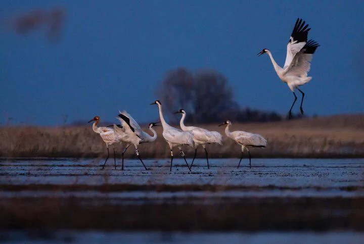 The harrowing 5,000-mile flight of North America's wild whooping cranes
