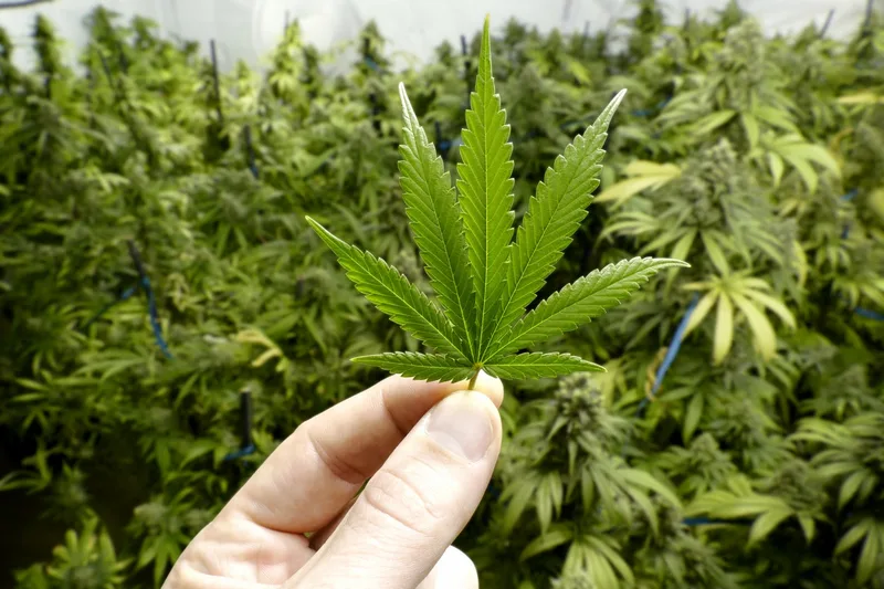BEN CARSON: As a doctor, I know fewer restrictions on marijuana will make cities worse