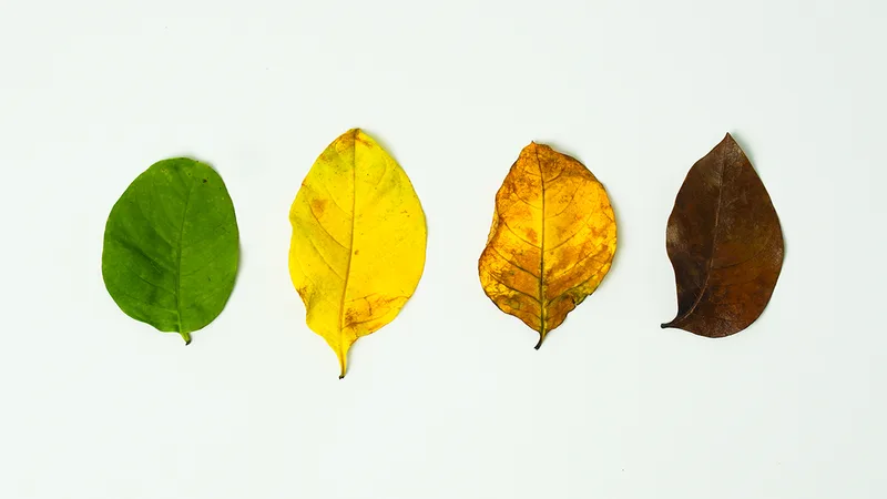 The 4 Seasons Organizations Go Through&mdash;and How to Lead in Each