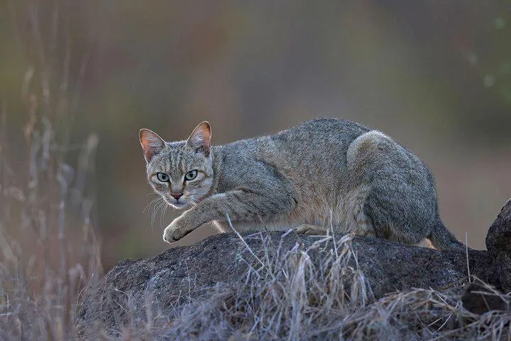 When did cats become domesticated?