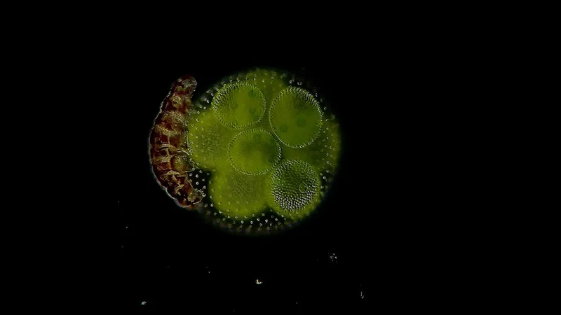 See the world’s tiniest organisms curl and crawl in these videos