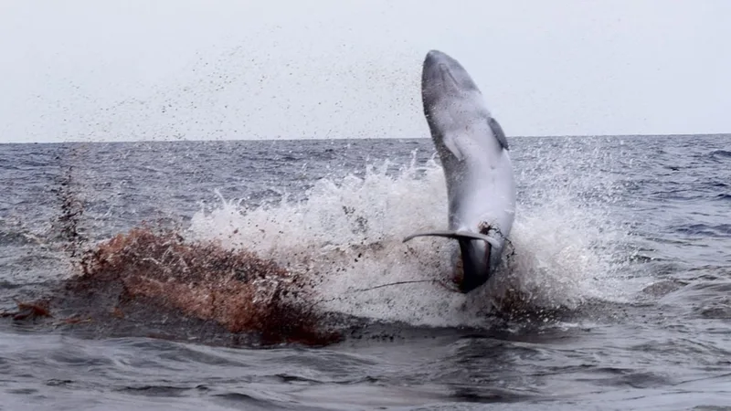 Watch orcas hunt a pygmy sperm whale