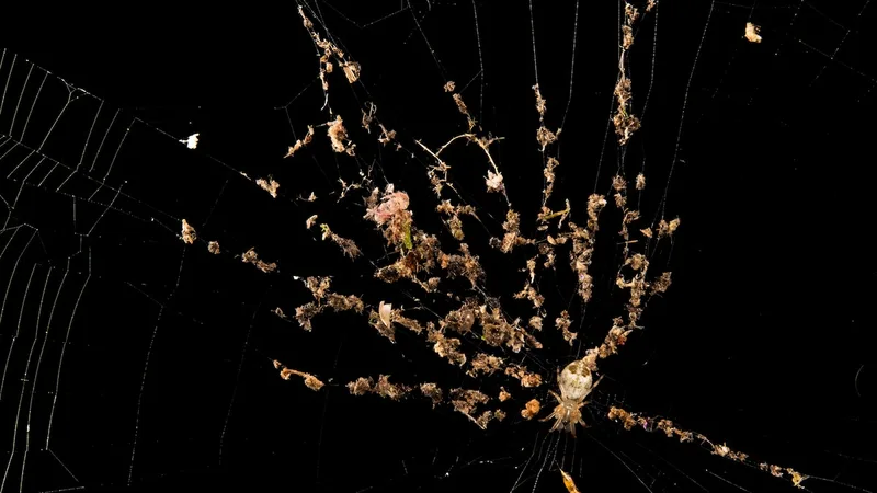 Weird webs surprise scientists