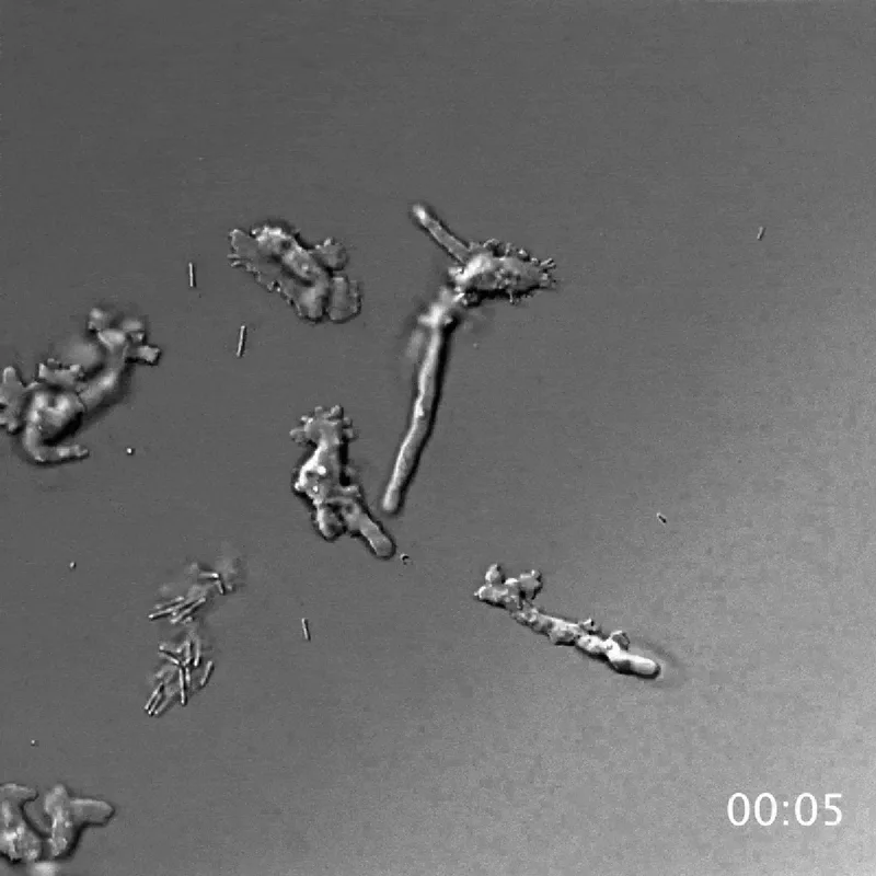 Extremophile ‘Fire Amoeba’ Pushes the Boundaries of Complex Life