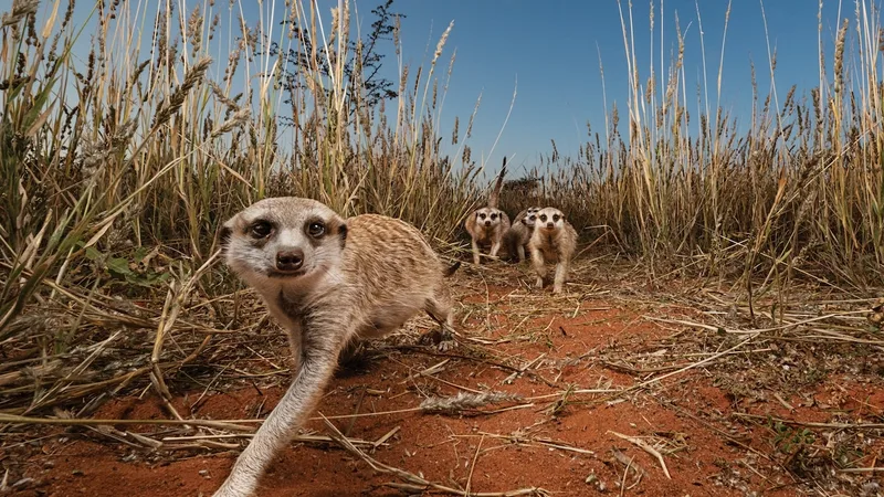 Why alpha females reign supreme in meerkat world