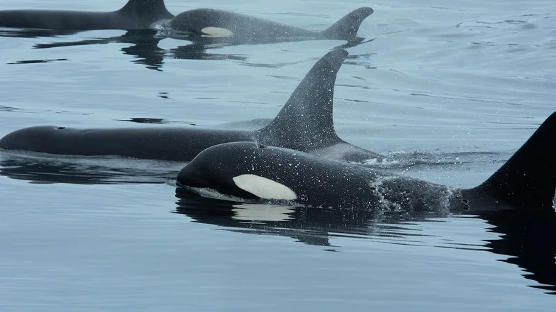 Orcas and dolphins team up to hunt in possible scientific first