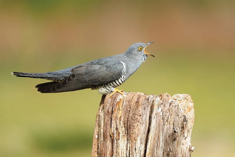 How Animals Form Unlikely Alliances to Keep Predators Away