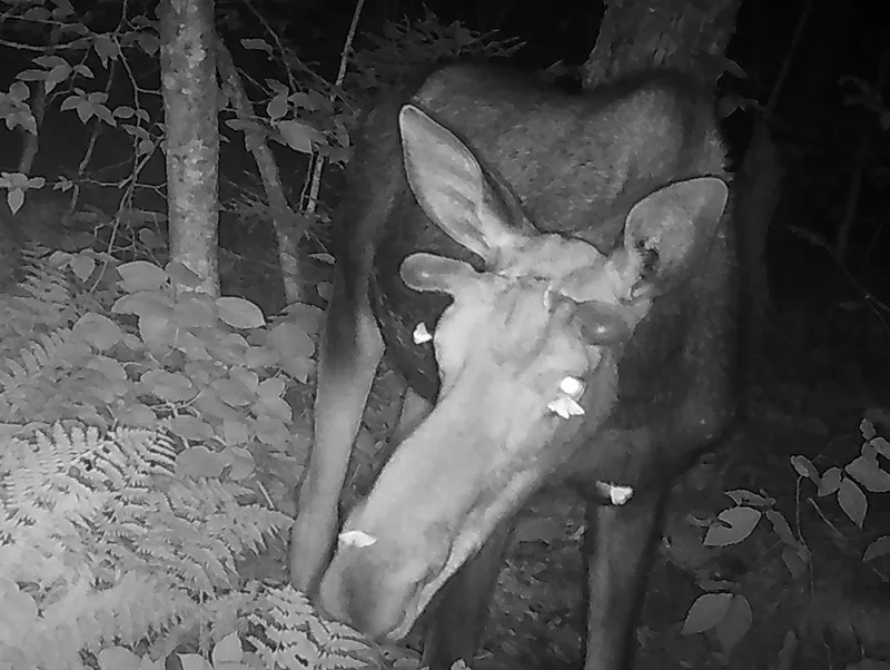 Photos Reveal Moths Sipping Tears from a Moose