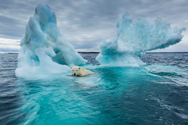 The Arctic Is in Dire Straits, 20 Years of Reporting Show