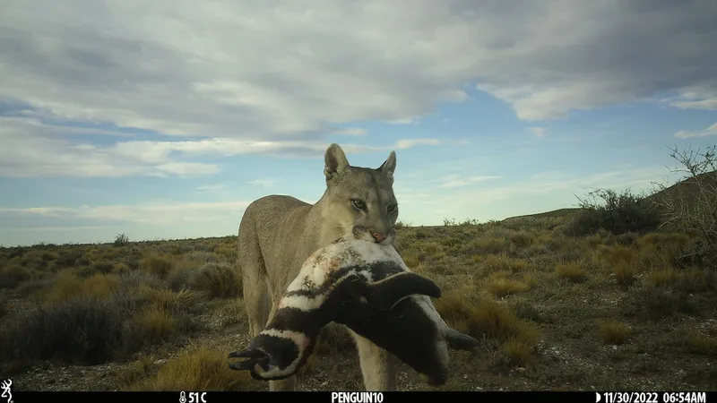 In Patagonia, penguins are changing how pumas live
