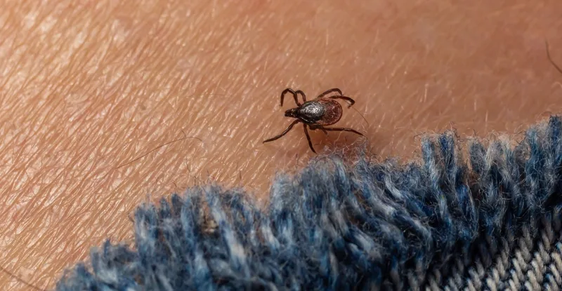 RFK, Jr.–Backed Lyme Disease Conspiracy Theory May Be Probed under New Bill