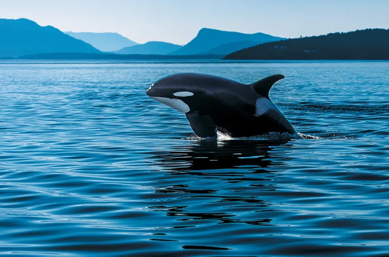 These Orcas Are on the Brink—And So Is the Science That Could Save Them