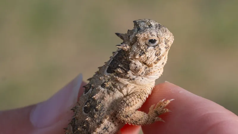 Is the grumpy-faced Texas horned lizard cute enough to survive?