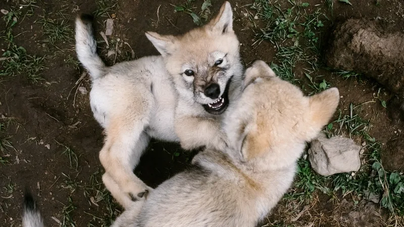 The evolutionary case for a little roughhousing