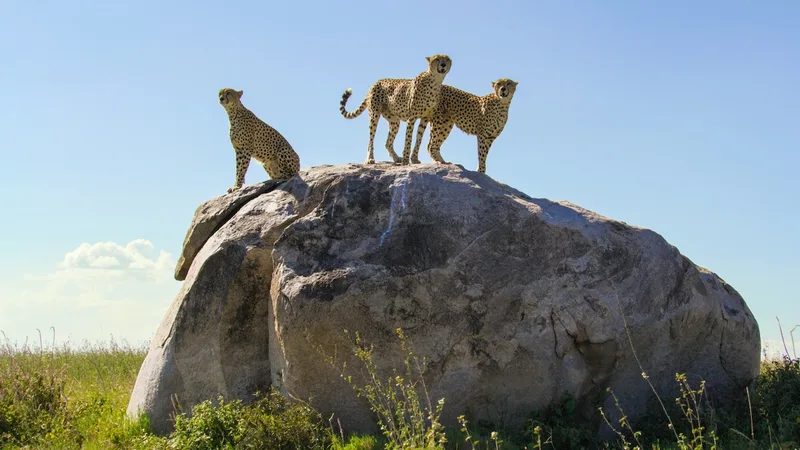 How to plan your first visit to Serengeti National Park