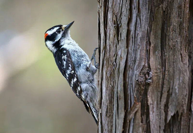 How Woodpeckers Turn Their Entire Bodies into Pecking Machines