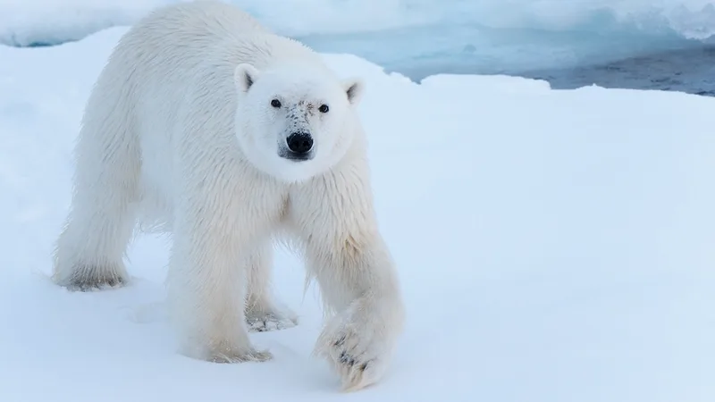 Deep in polar bear territory: Greenland's eastern fjords