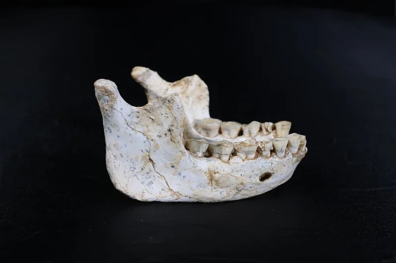 Fossil Discovery of New Human Ancestor May Connect Us to Neandertals and Denisovans