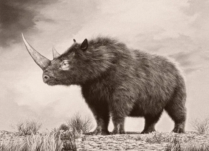 Woolly rhino genome recovered from frozen wolf's stomach 