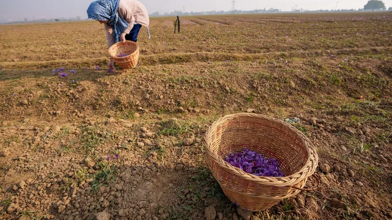The uncertain future of the world's most expensive spice