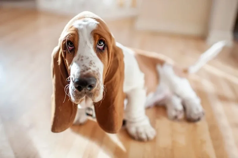 This gene may determine if dogs have long, floppy ears or short, study ones