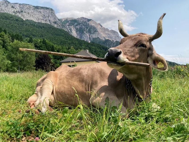First-ever flexible tool use seen in a cow suggests livestock are smarter than believed