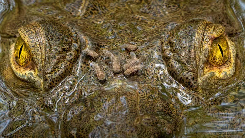 Piercing crocodile close-up wins ecology photo competition