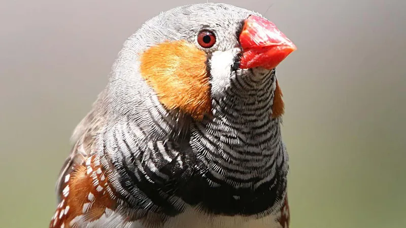 Bird retinas work without oxygen, and now scientists know how