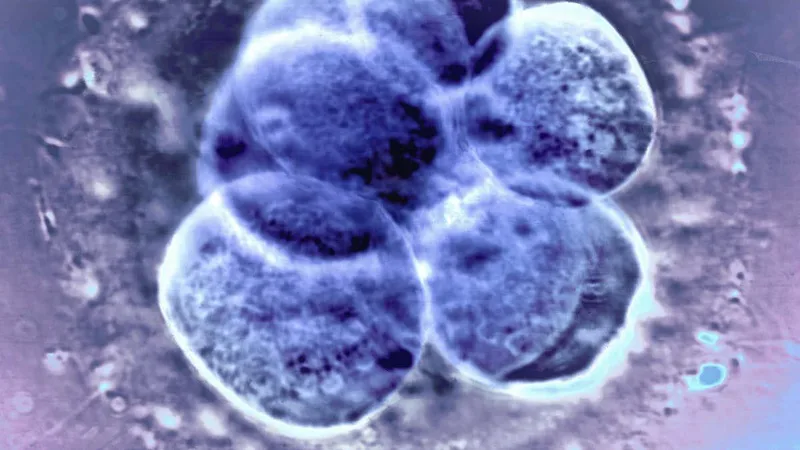 Natural ovulation the best option before an IVF frozen embryo transfer