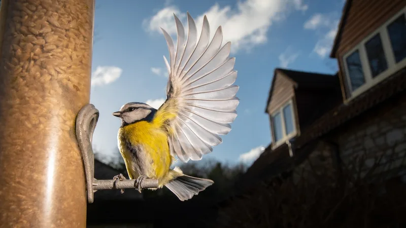 How to set up a bird feeder to attract your favorite species