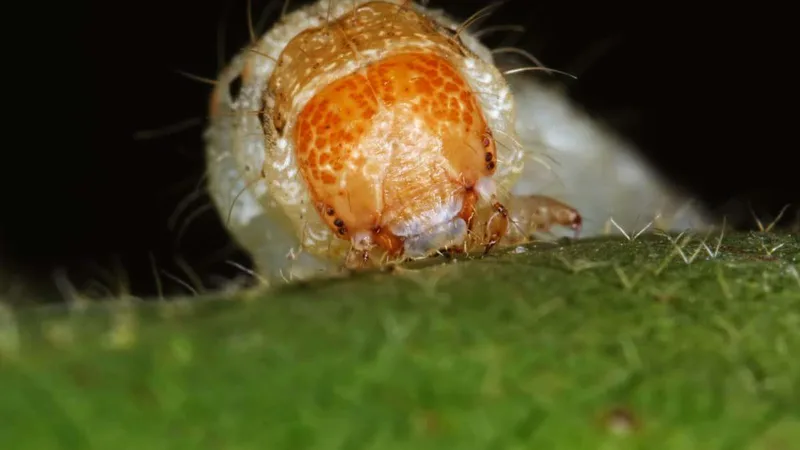 Hybrid megapests evolving in Brazil are a threat to crops worldwide