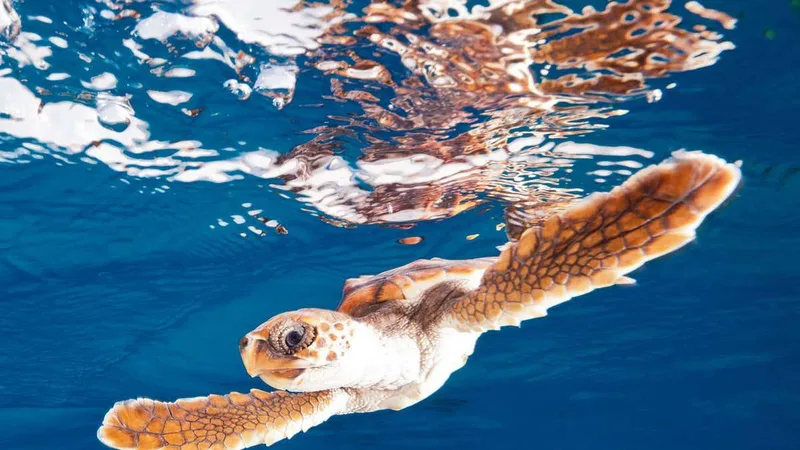 Sea turtles may be more resilient to global warming than we thought