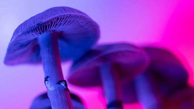 Why did magic mushrooms evolve? We may finally have the answer