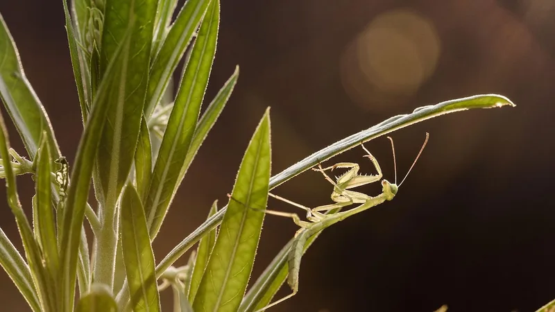 Invasive species are messing with the mating rituals of natives