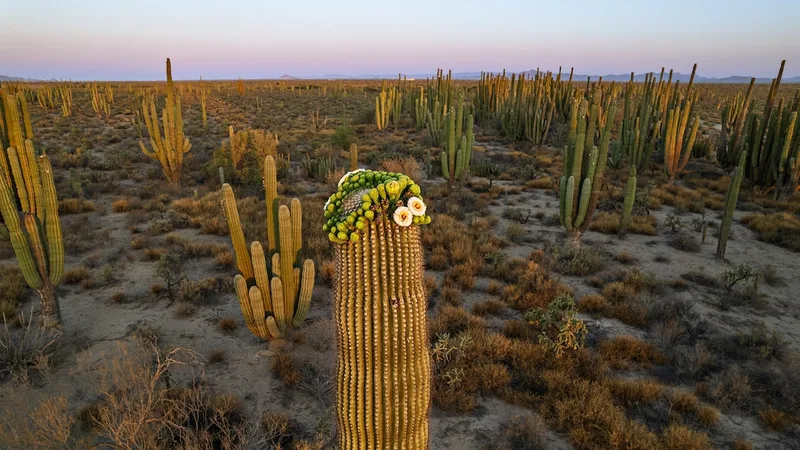 The surprising tricks cacti use to survive the harshest climates on Earth