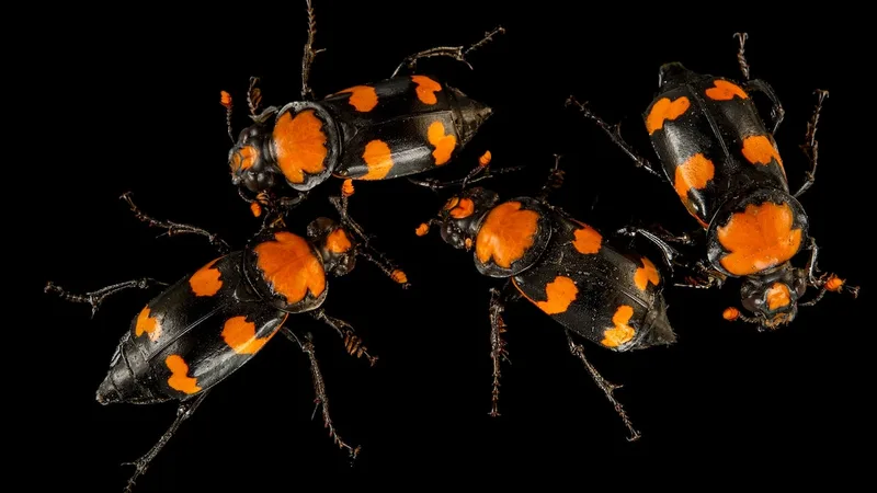 These beetles eat rotting flesh—and could unlock the next generation of antibiotics