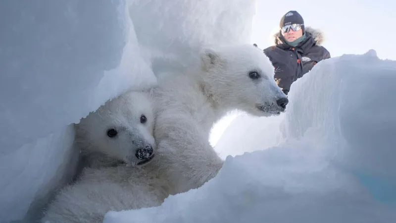 Polar bears are getting fatter in the fastest-warming place on Earth