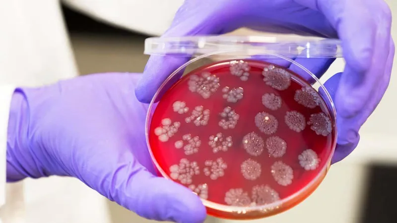 Faecal transplants could boost the effectiveness of cancer treatments