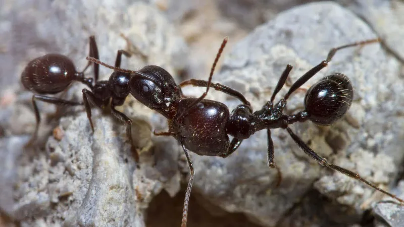 Ants attack their nest-mates because pollution changes their smell