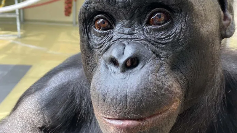 Bonobo's pretend tea party shows capacity for imagination