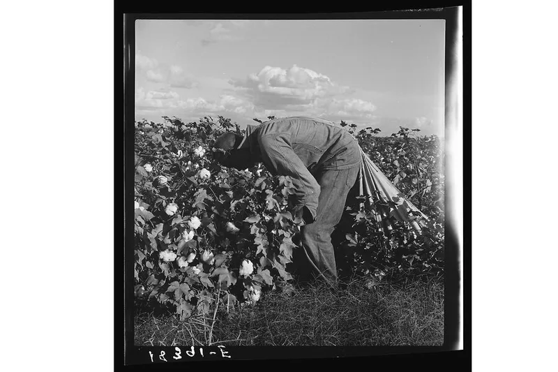 ‘Before my birth, cotton formed me’: A story of family and struggle
