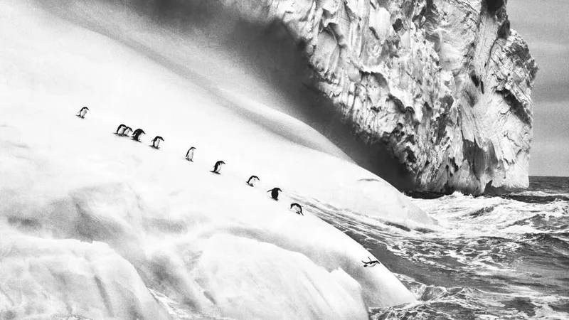 Sebastião Salgado's stunning shots of the world's icy regions