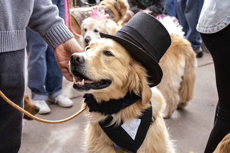 These dog lovers get a Golden break from a ruff news cycle